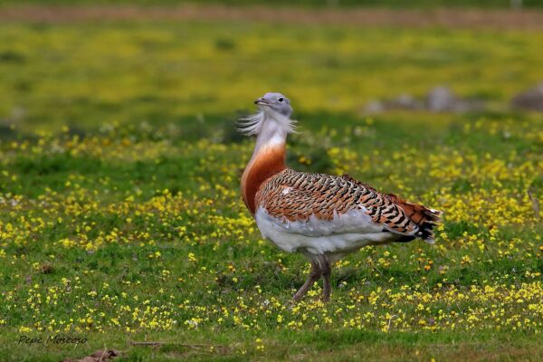 Avutarda Común Características y Curiosidades