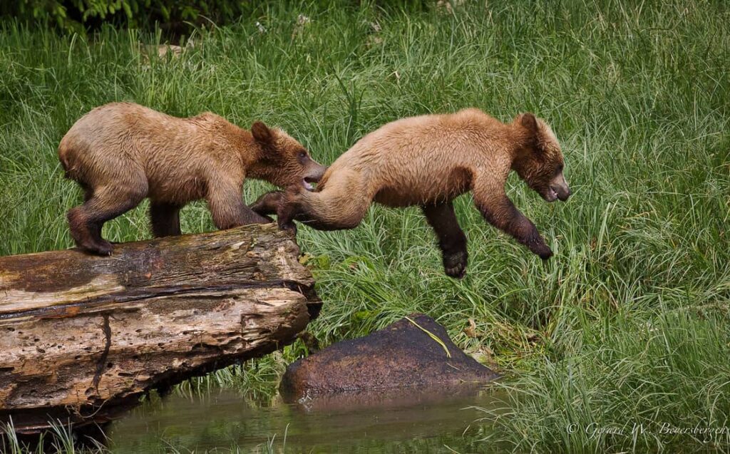 Cachorros de oso grizzly u oso gris