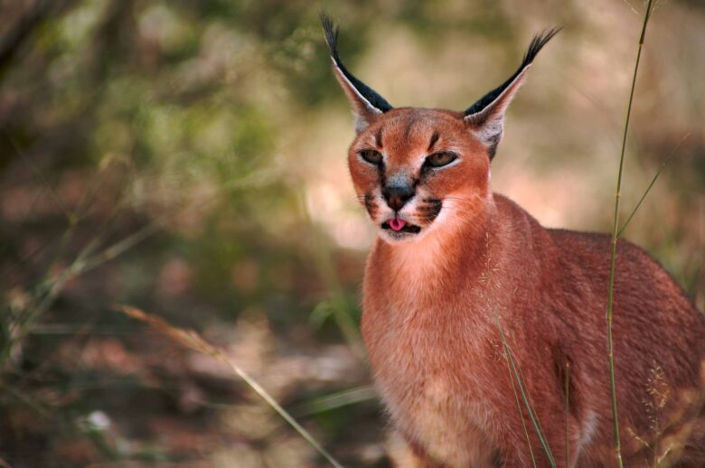 Caracal Características y Curiosidades