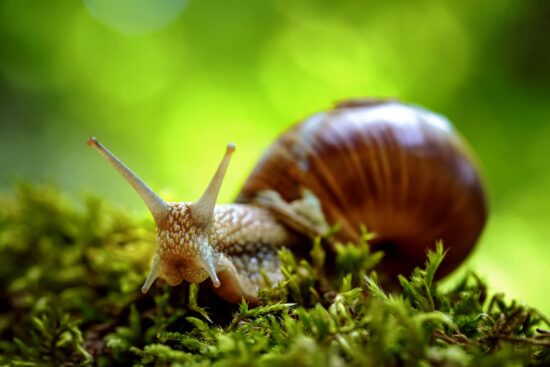 Caracol Romano Características y Curiosidades