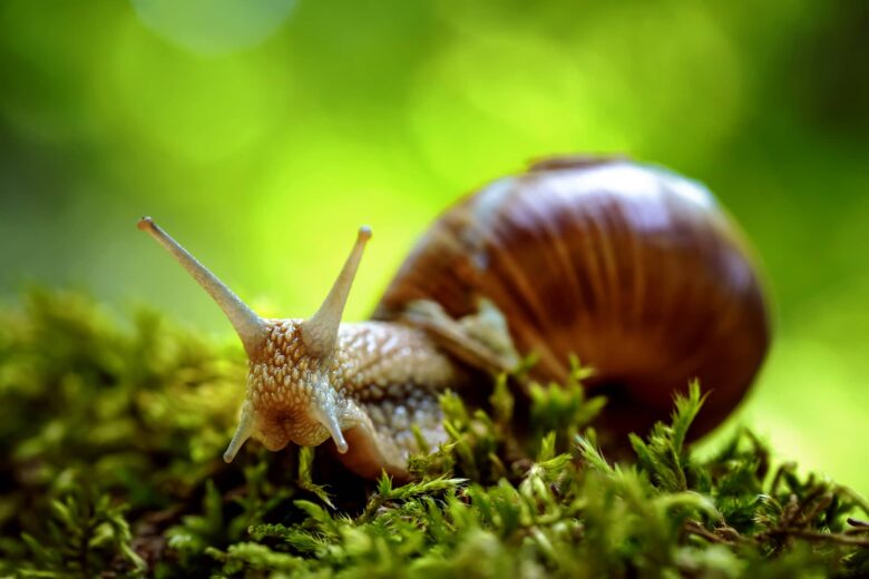Caracol Romano Características y Curiosidades