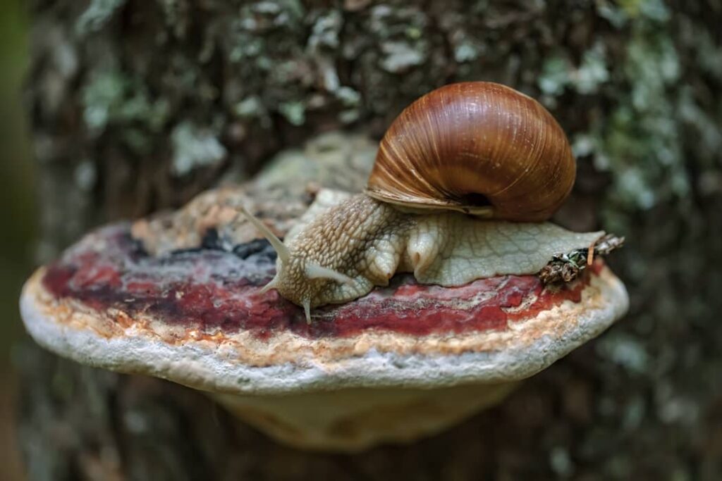 Caracol romano sobre una piedra