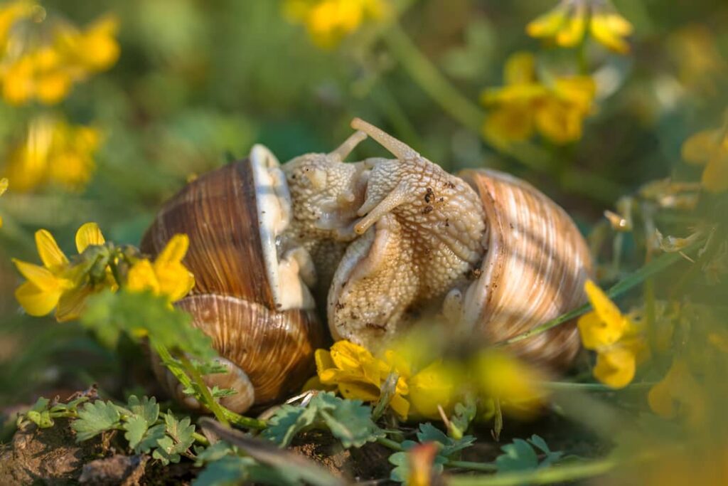 Caracoles de Borgoña apareándose en un campo de flores amarillas