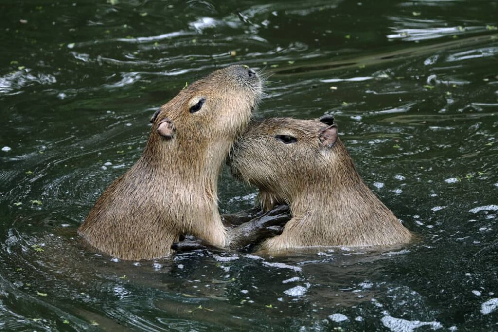 Carpinchos jugando en el agua