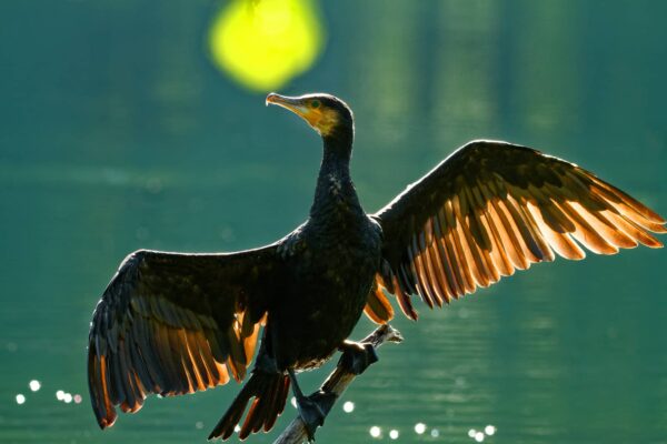 Cormorán Características y Curiosidades