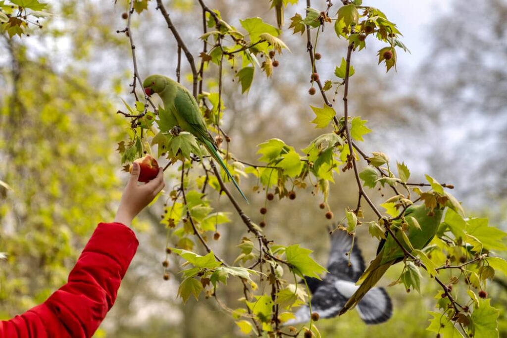 Persona alimenta con una manzana a un Cotorra de Kramer
