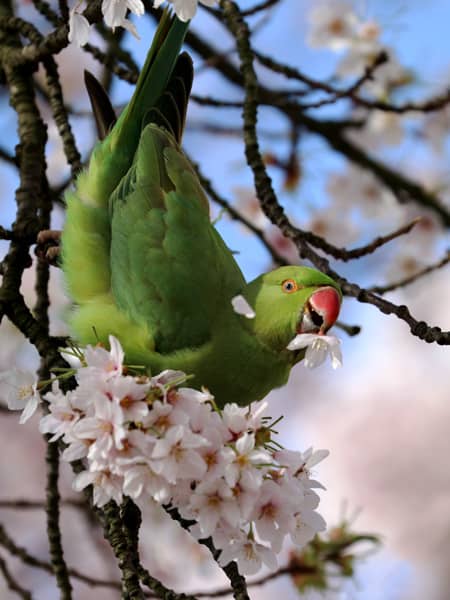 Cotorra de Kramer comiendo una flor