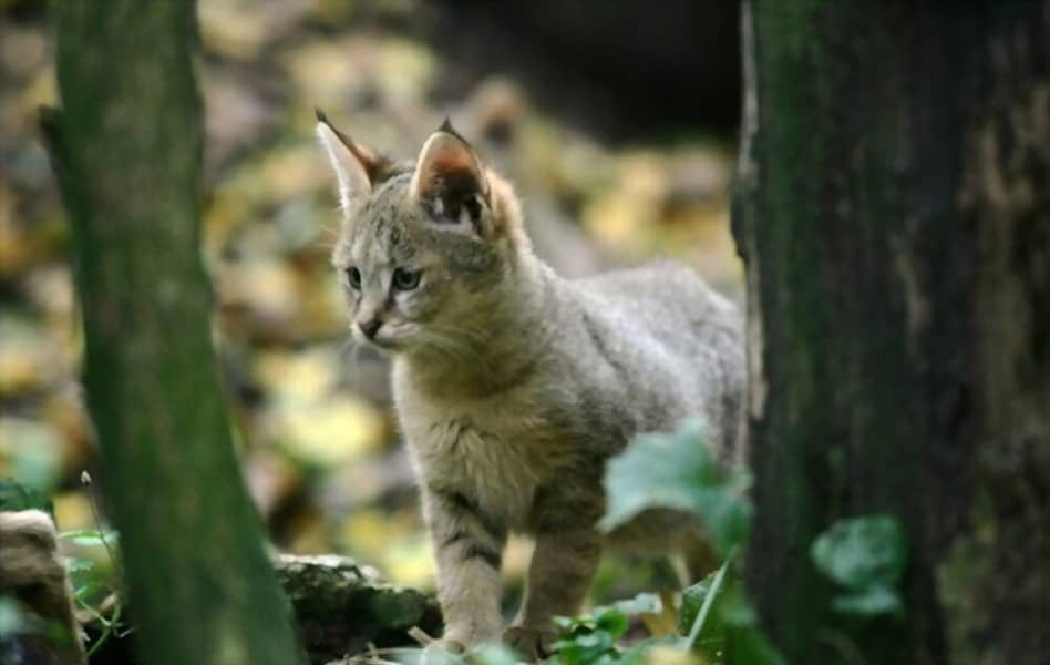 Cría del gato de la jungla