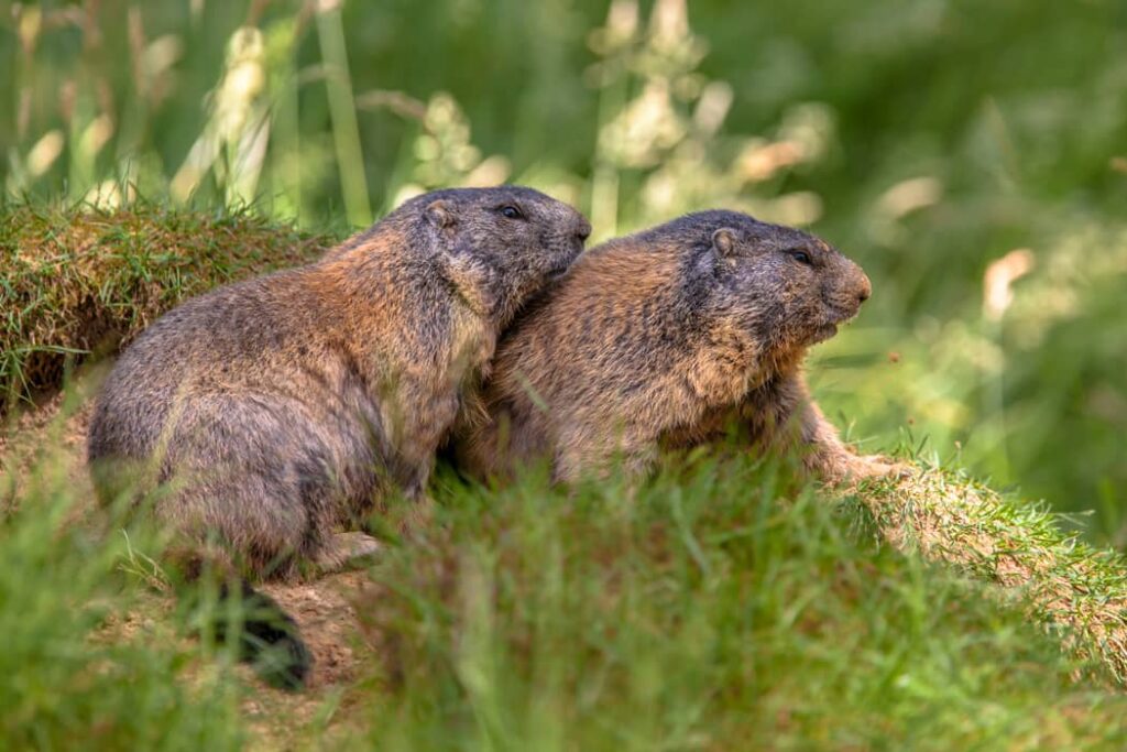 Pareja de marmotas alpinas