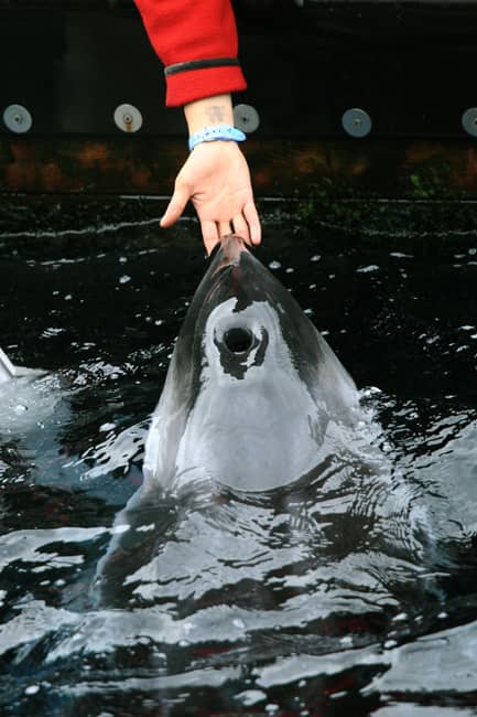 Espectáculo de orcas en Acuario de Vancouver