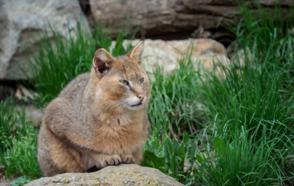 Felis chaus sobre piedras en la naturaleza.