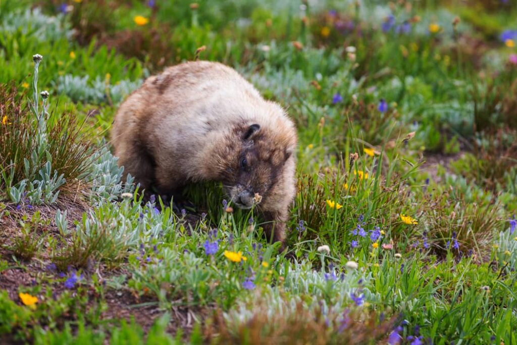 Marmota en la naturaleza salvaje
