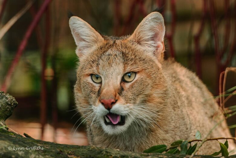 Gato de la Jungla Características y Curiosidades