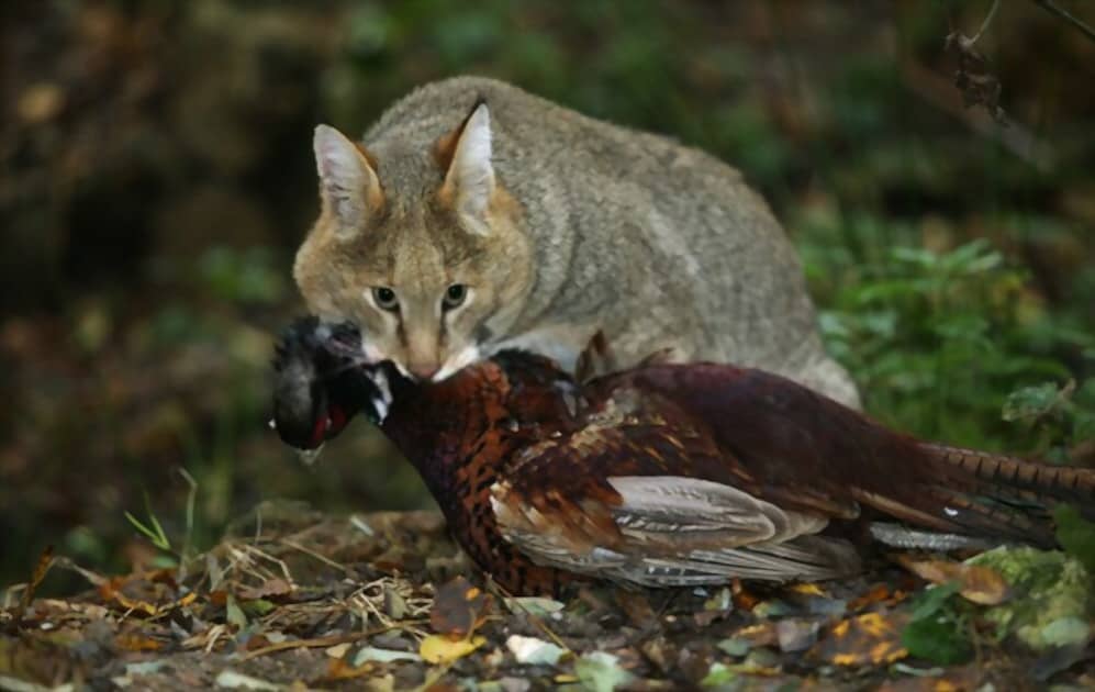 Gato de la jungla con su presa Faisán