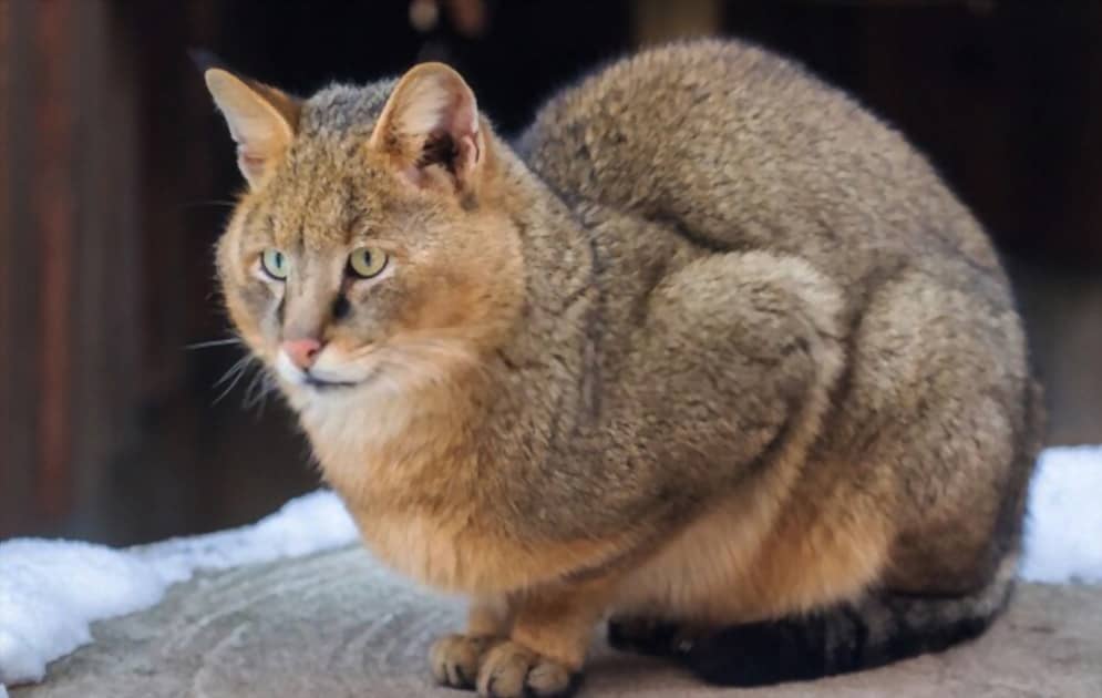 Gato de la selva sentado en el porche