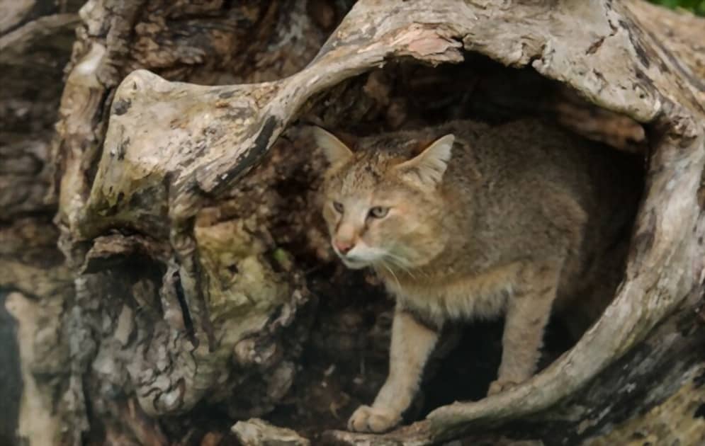 Gato de la selva en el tronco del árbol