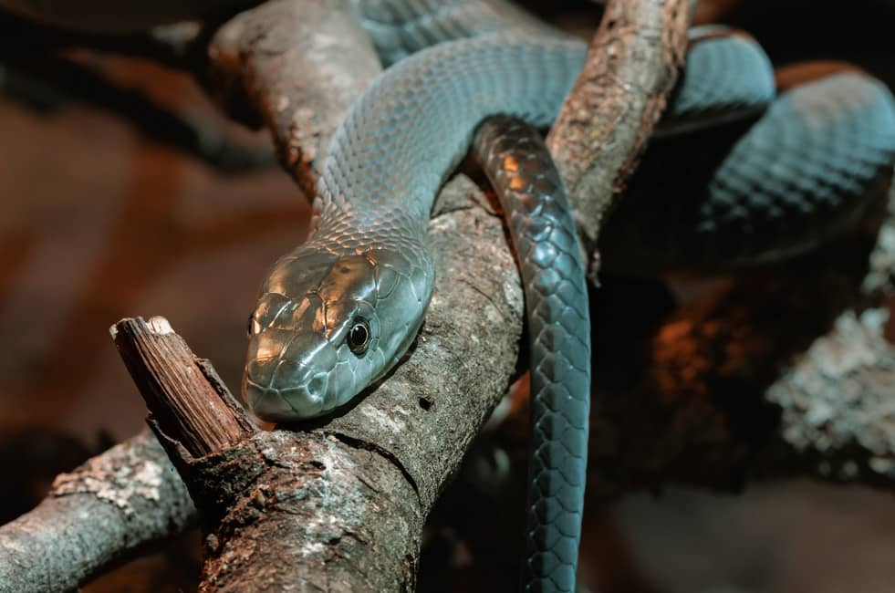 Hábitat de la Mamba Negra