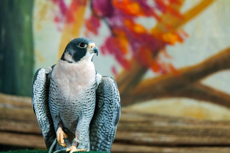 Halcón Peregrino Características y Curiosidades