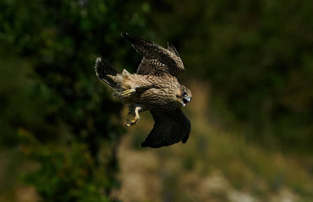 Halcón peregrino juvenil en pleno vuelo