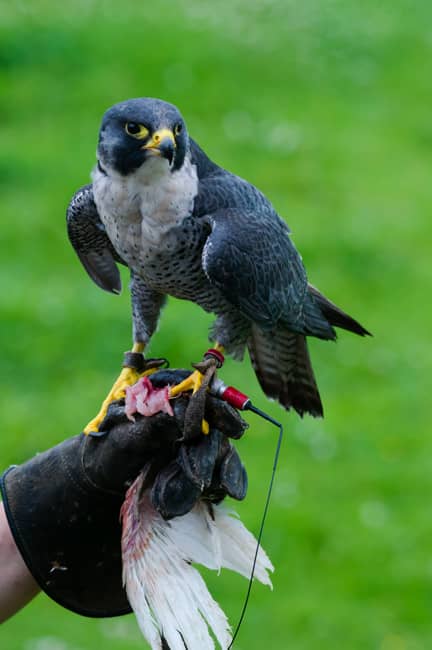 Halcón peregrino en la mano de los cetreros