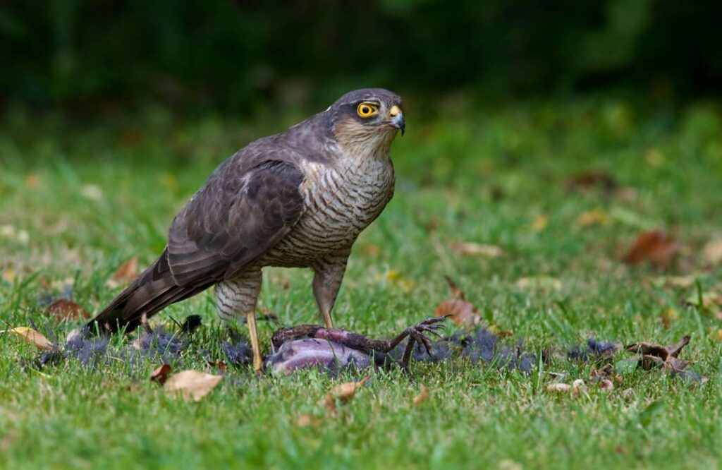 Un halcón peregrino sobre su presa