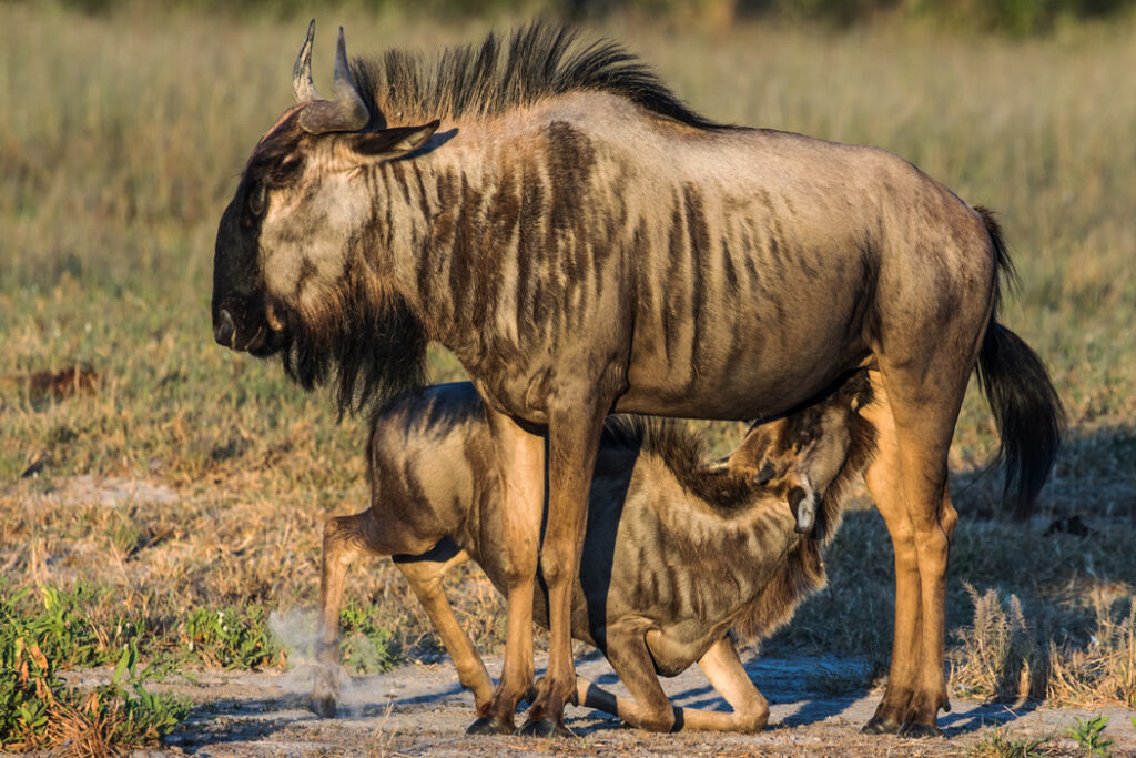 Hembra de Ñu con su cría