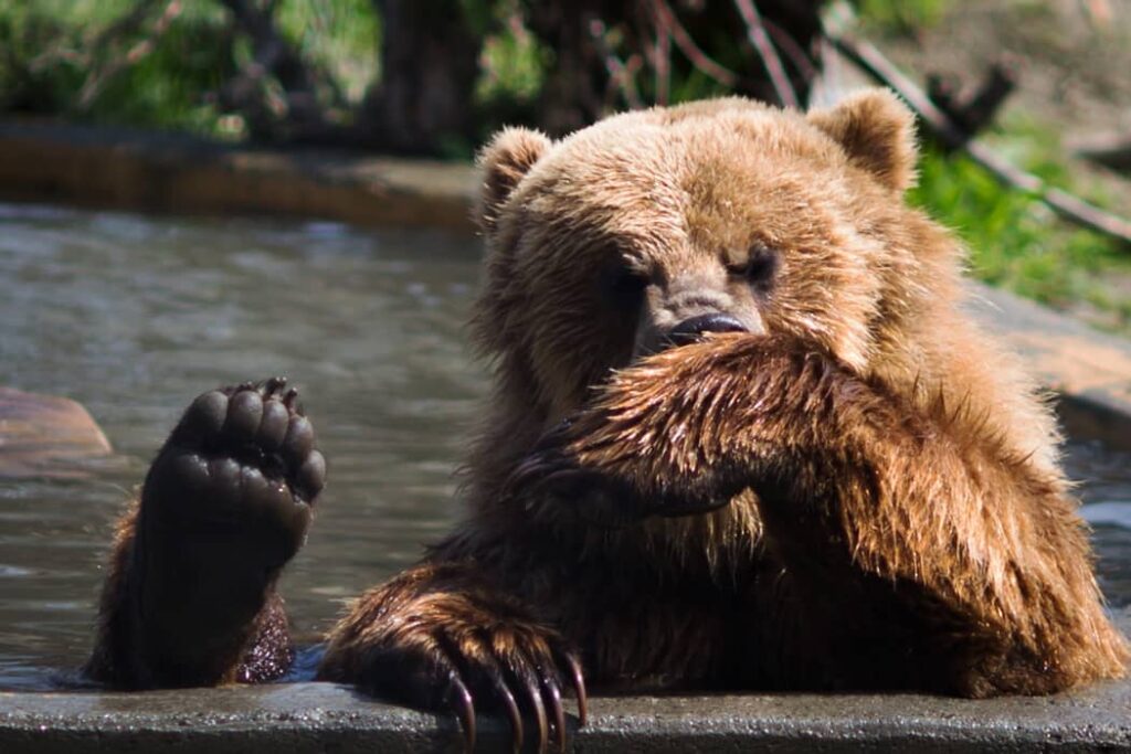 Perfil de cuerpo entero de hembra de oso grizzly