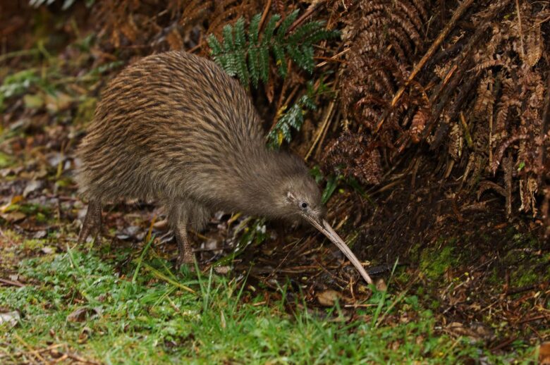 Kiwi Características y Curiosidades