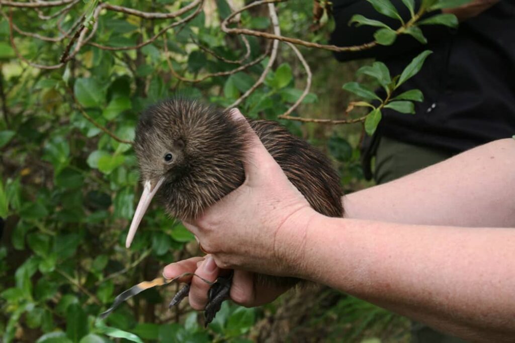 Kiwi manchado de Nueva Zelanda