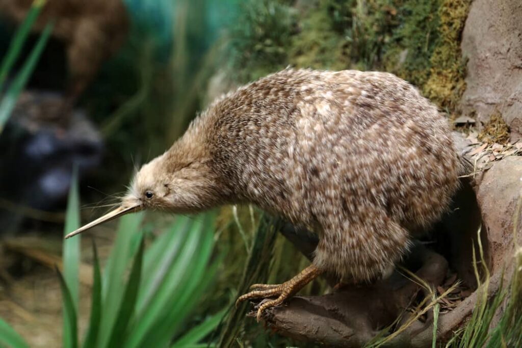 Foto del Kiwi moteado menor
