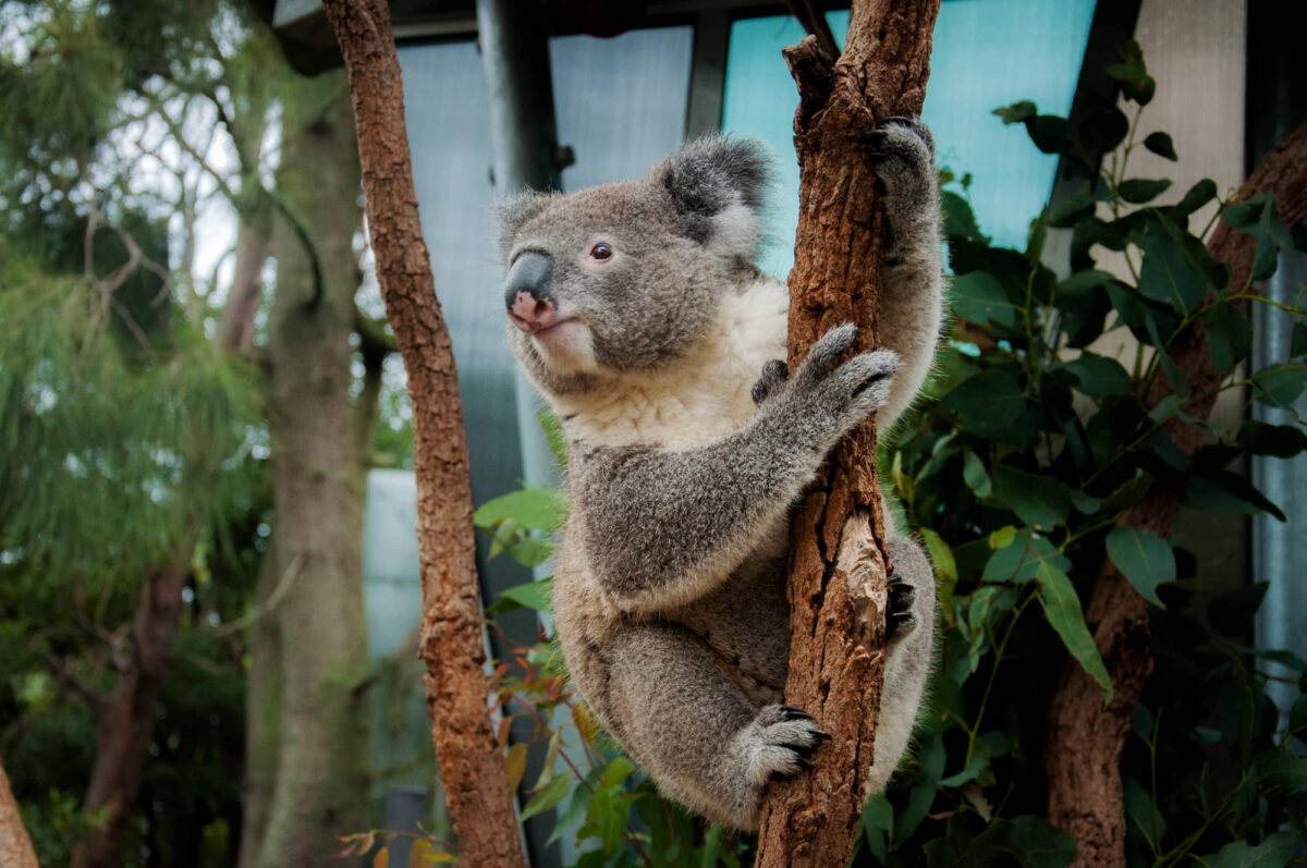 Koala Características y Curiosidades