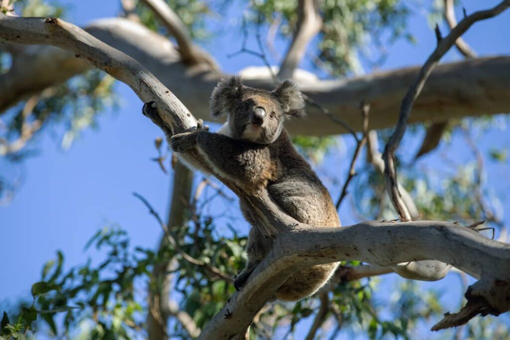 Koala en su Hábitat Natural