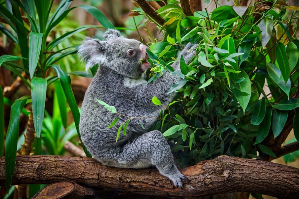 Koala comiendo en el zoológico