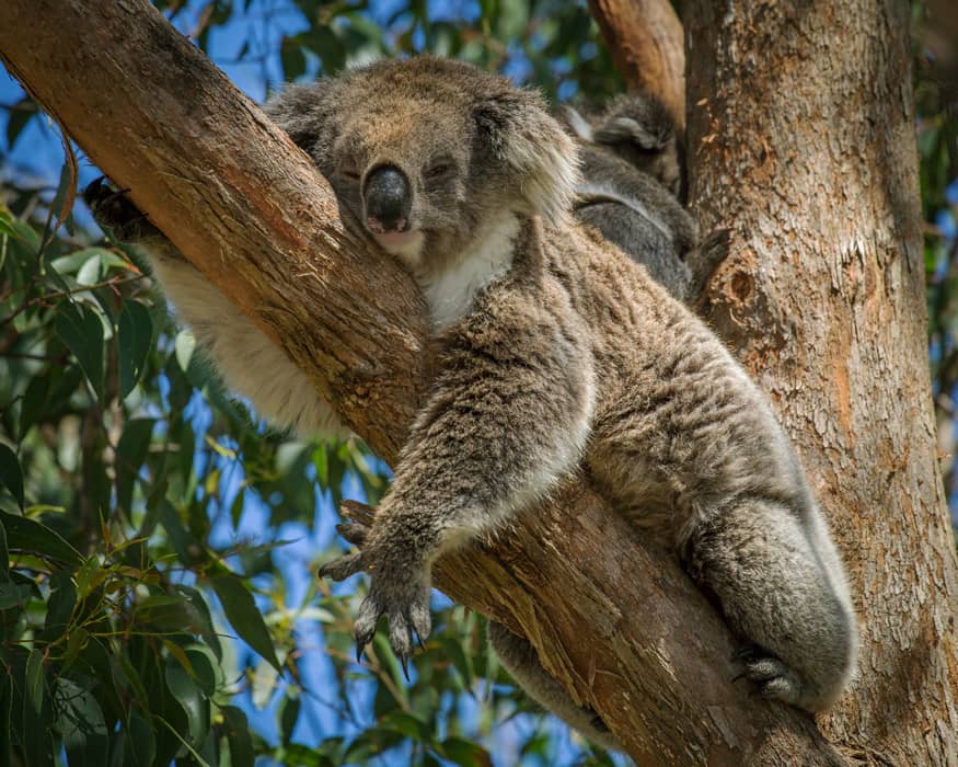 Koala descansando en la rama de un árbol