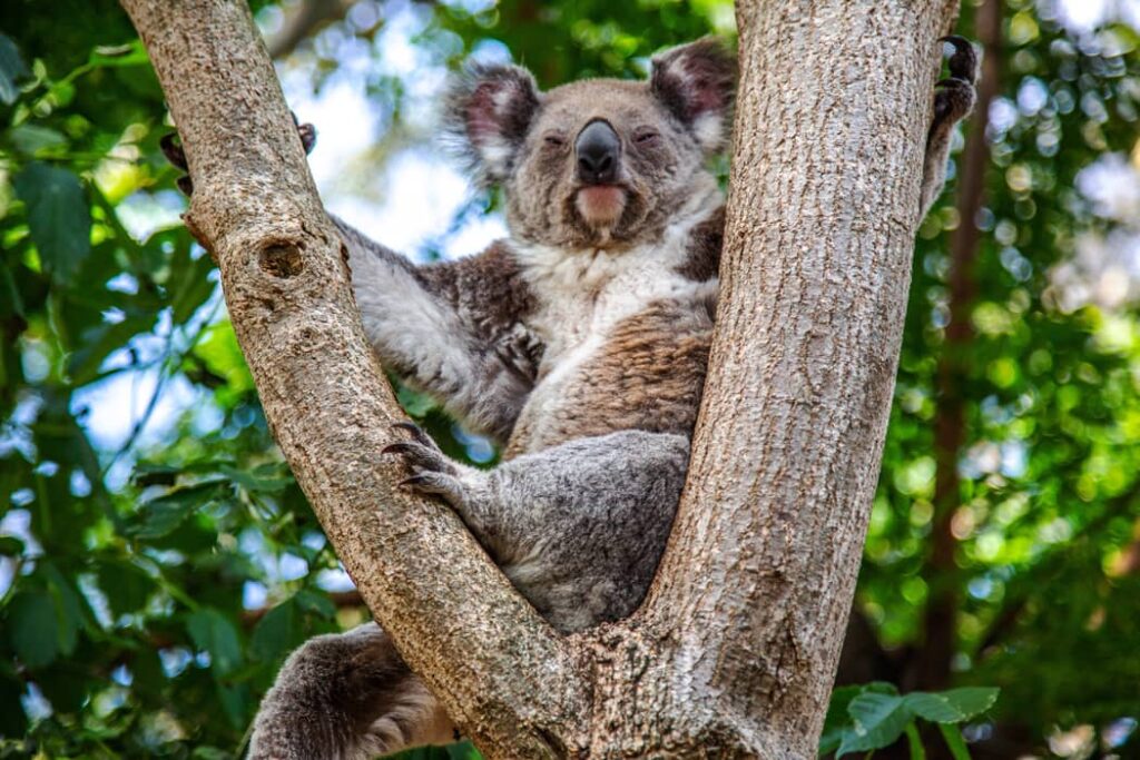 Koala relajándose en un árbol