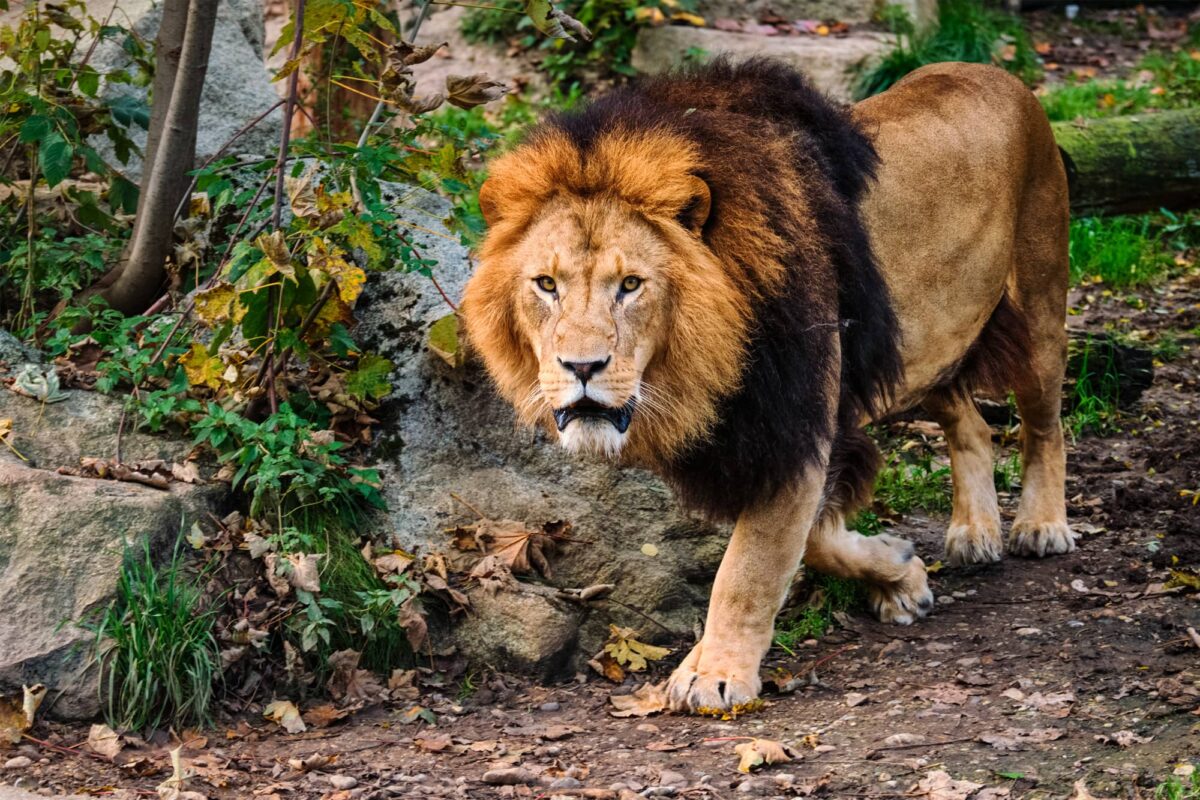León Africano Características y Curiosidades