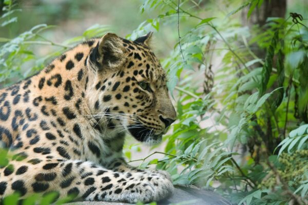 Leopardo del Amur Características y Curiosidades