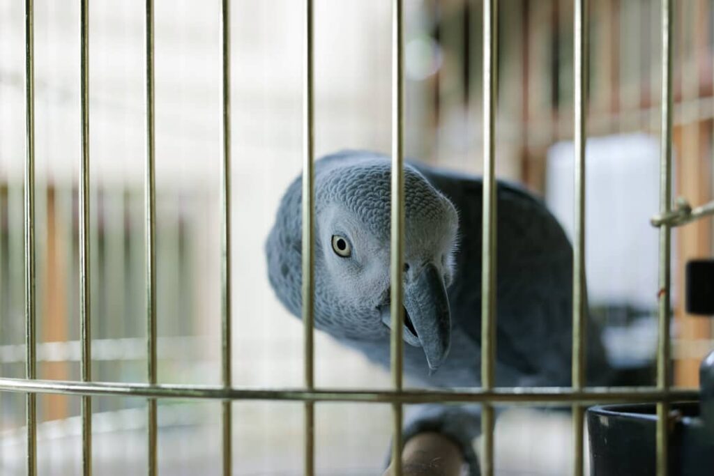 Loro Yaco en una jaula