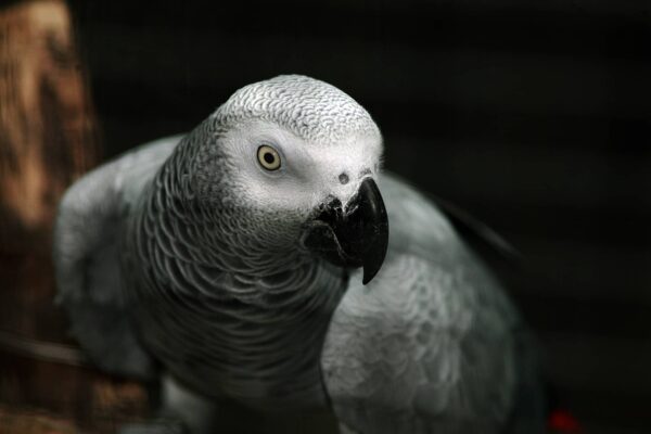 Loro Yaco o Loro Gris Africano