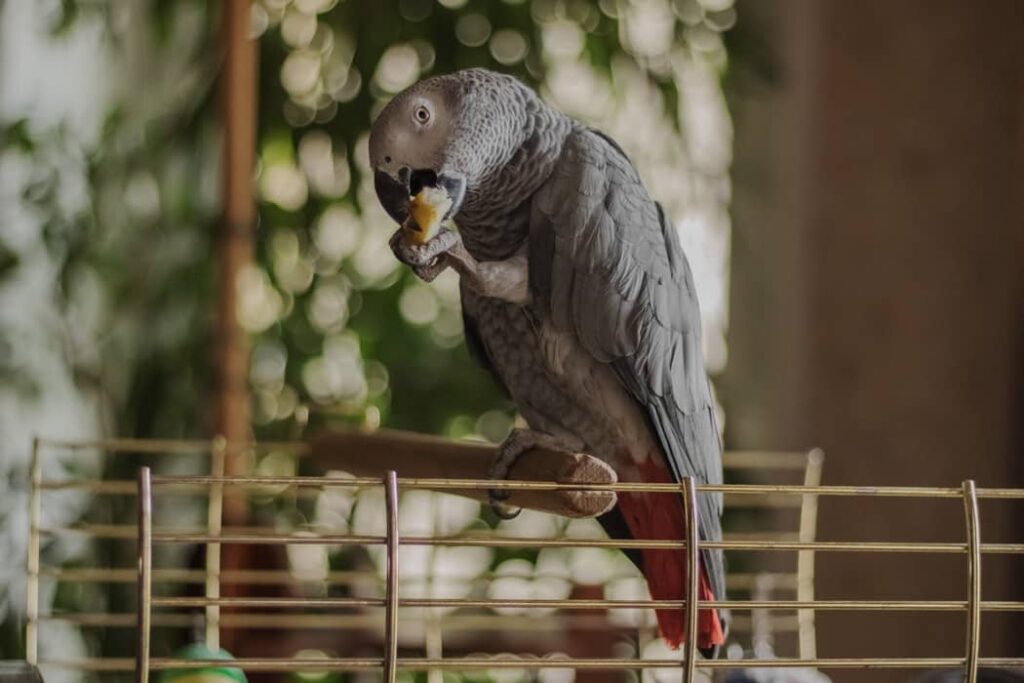 El loro Yaco se sienta en el lecho y se come una pera