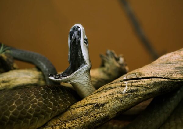 Mamba Negra Características y Curiosidades