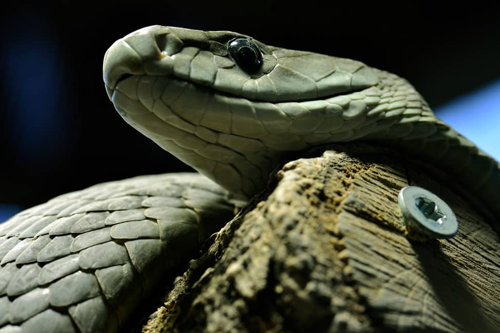 Mamba Negra mirando alrededor