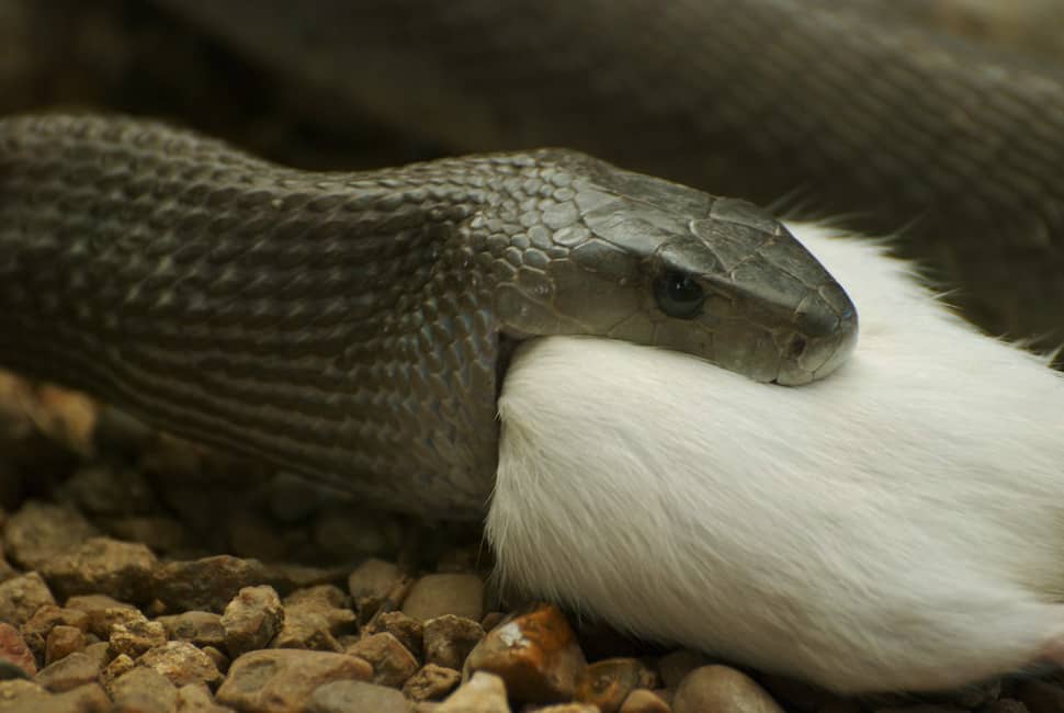 Mamba Negra con presa