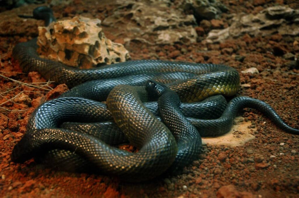 Mamba negra es la serpiente venenosa más larga de África