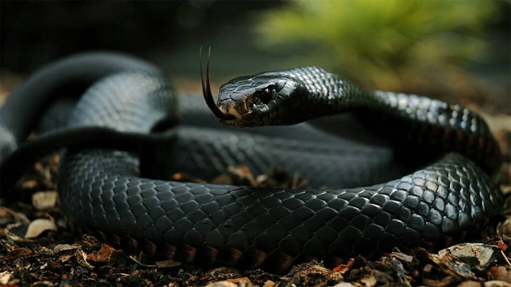La Mamba Negra es la serpiente terrestre más rápida del mundo