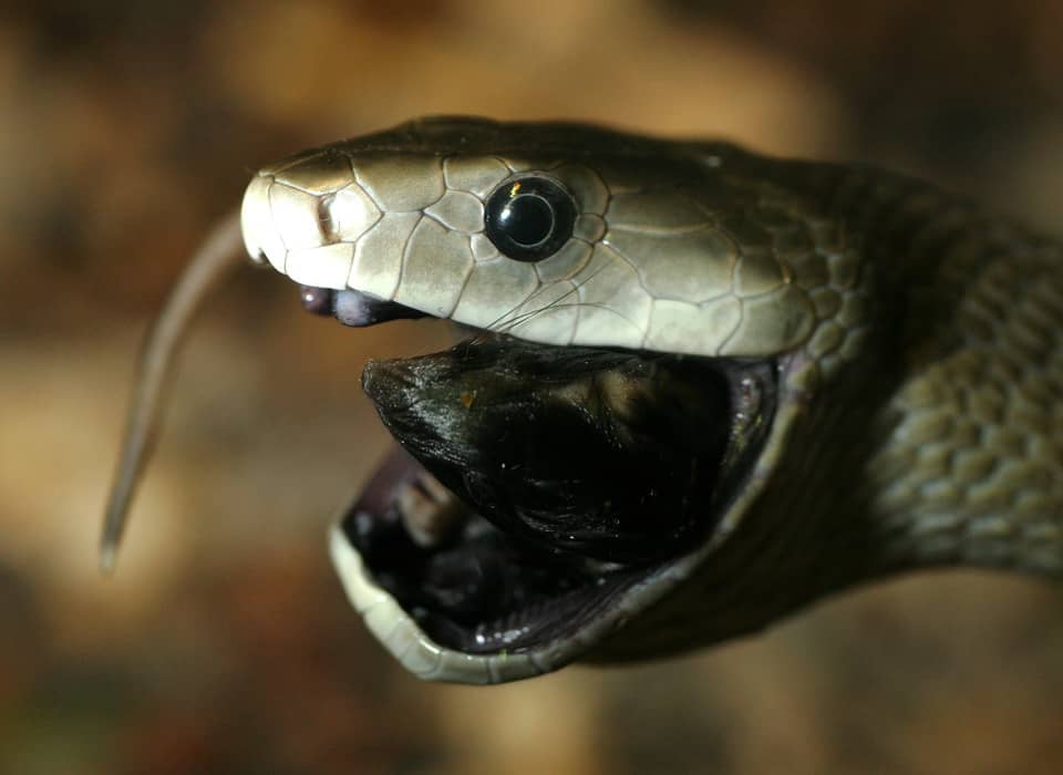 Mamba negra comiendo con la boca abierta