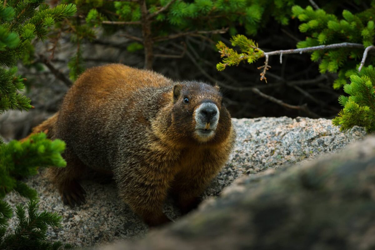 Marmota Características y Curiosidades