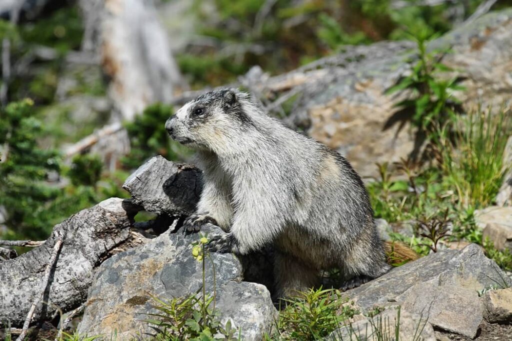 Marmota en el Parque Nacional de los Glaciares