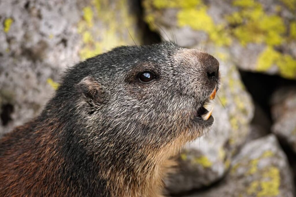 Marmota alpina silbando con la boca abierta