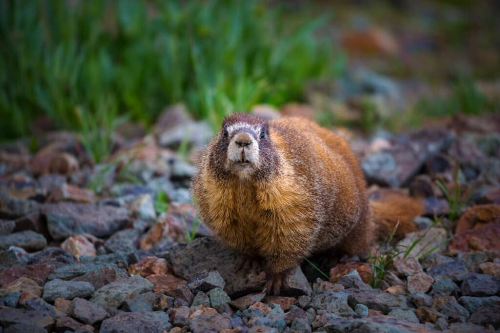Marmota de vientre amarillo